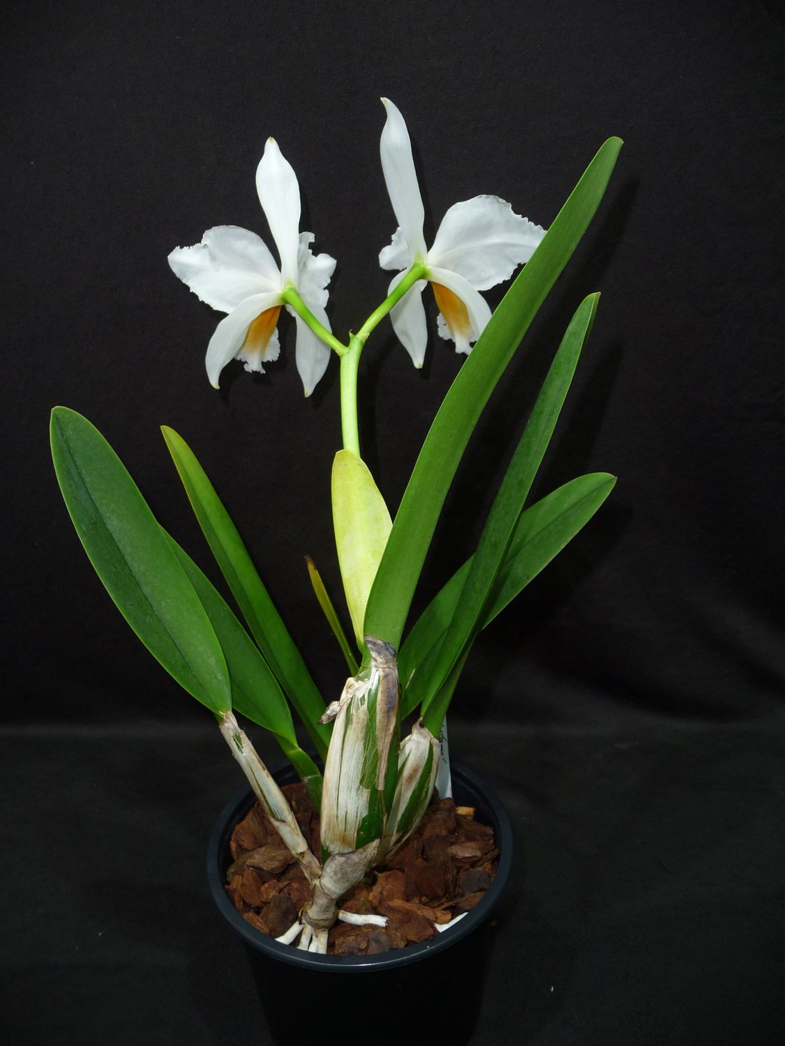 Cattleya percivaliana var. alba `Whitestone` Einzelstück – Shop ...