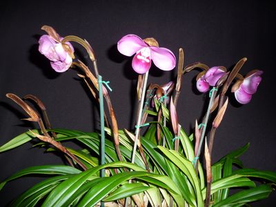 Phragmipedium kovachii  `WOC Bird of Prey`  Einzelstück