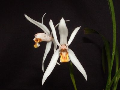 Coelogyne graminifolia