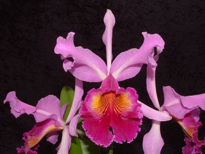 Cattleya Hardyana x warszewiczii var. s/a
