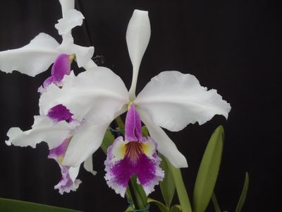 Cattleya Hardyana x warszewiczii var. s/a