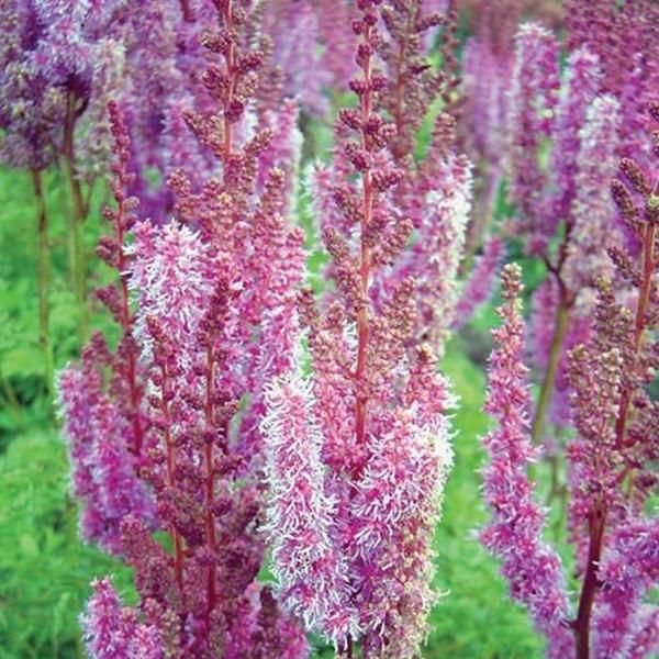 Astilbe: Taquetii Superba [Big-Bloomer]
