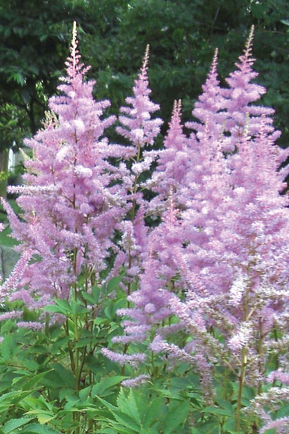 Astilbe: Amethyst [Big-Bloomer]