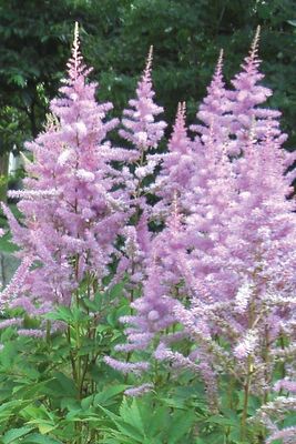 Astilbe: Amethyst [Big-Bloomer]