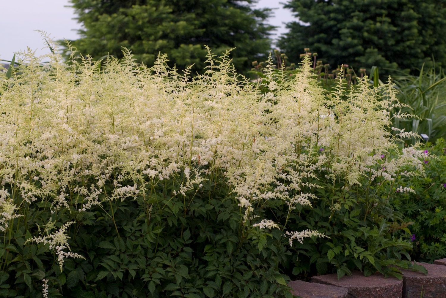 Astilbe: Bridal Veil [Big-Bloomer]