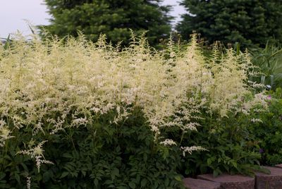 Astilbe: Bridal Veil [Big-Bloomer]