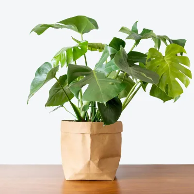 Plants