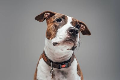 Dog Products
