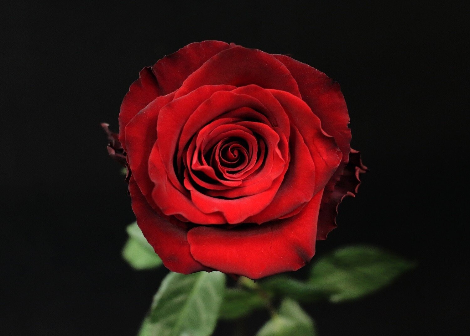 Rose Red Naomie