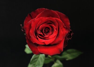 Rose Red Naomie