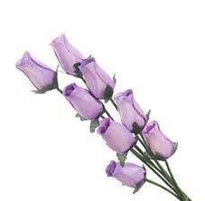 1/2 open Lavender Roses