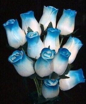 1 Dozen White/Turquoise Blue Roses