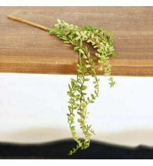 Hanging succulent stem