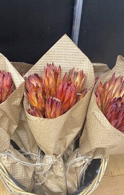 Dried Protea