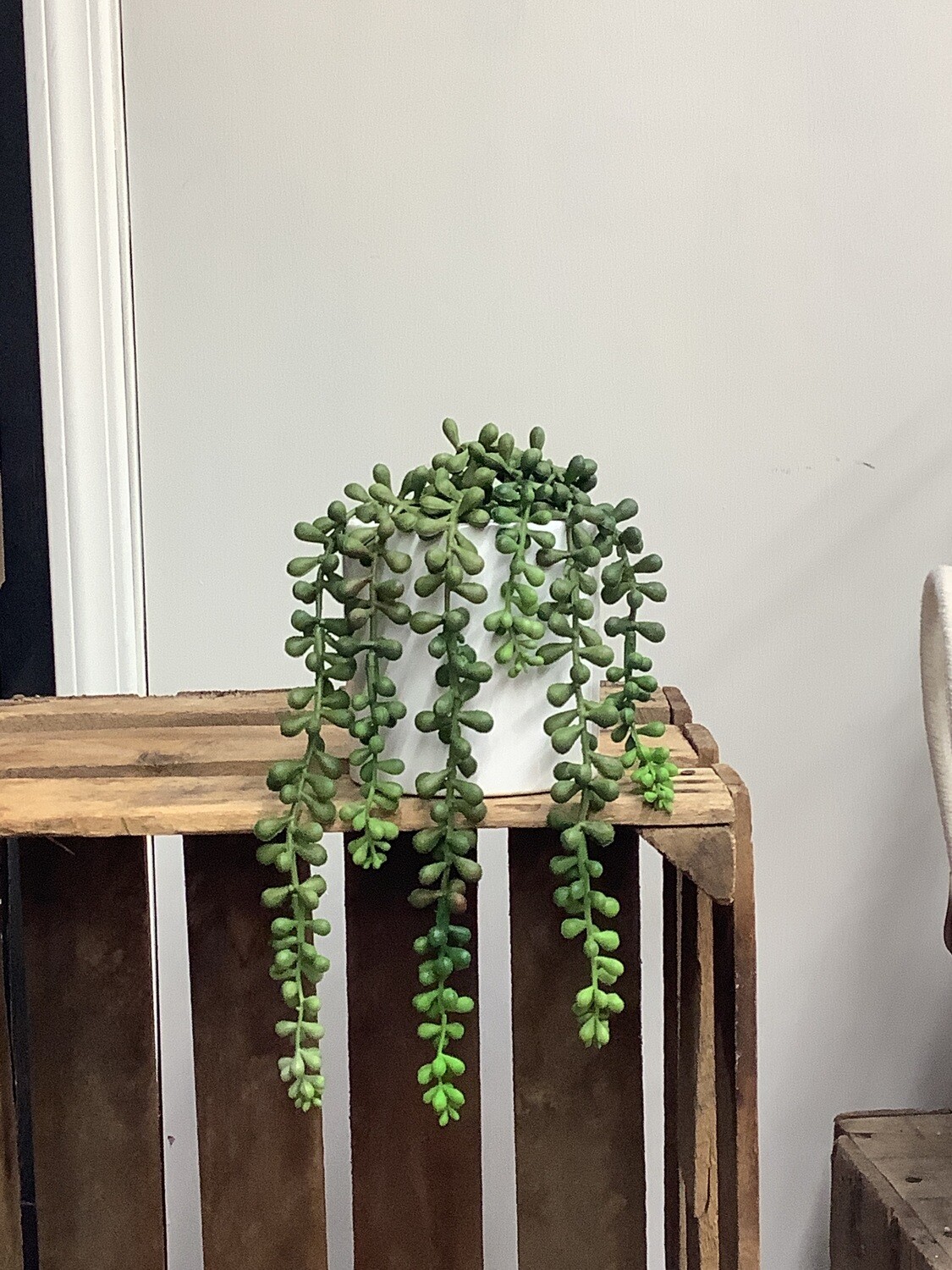 String of pearls in pot