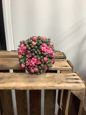 4" Pink Kalanchoe ball