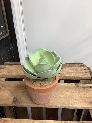 5.5" Pot succulent