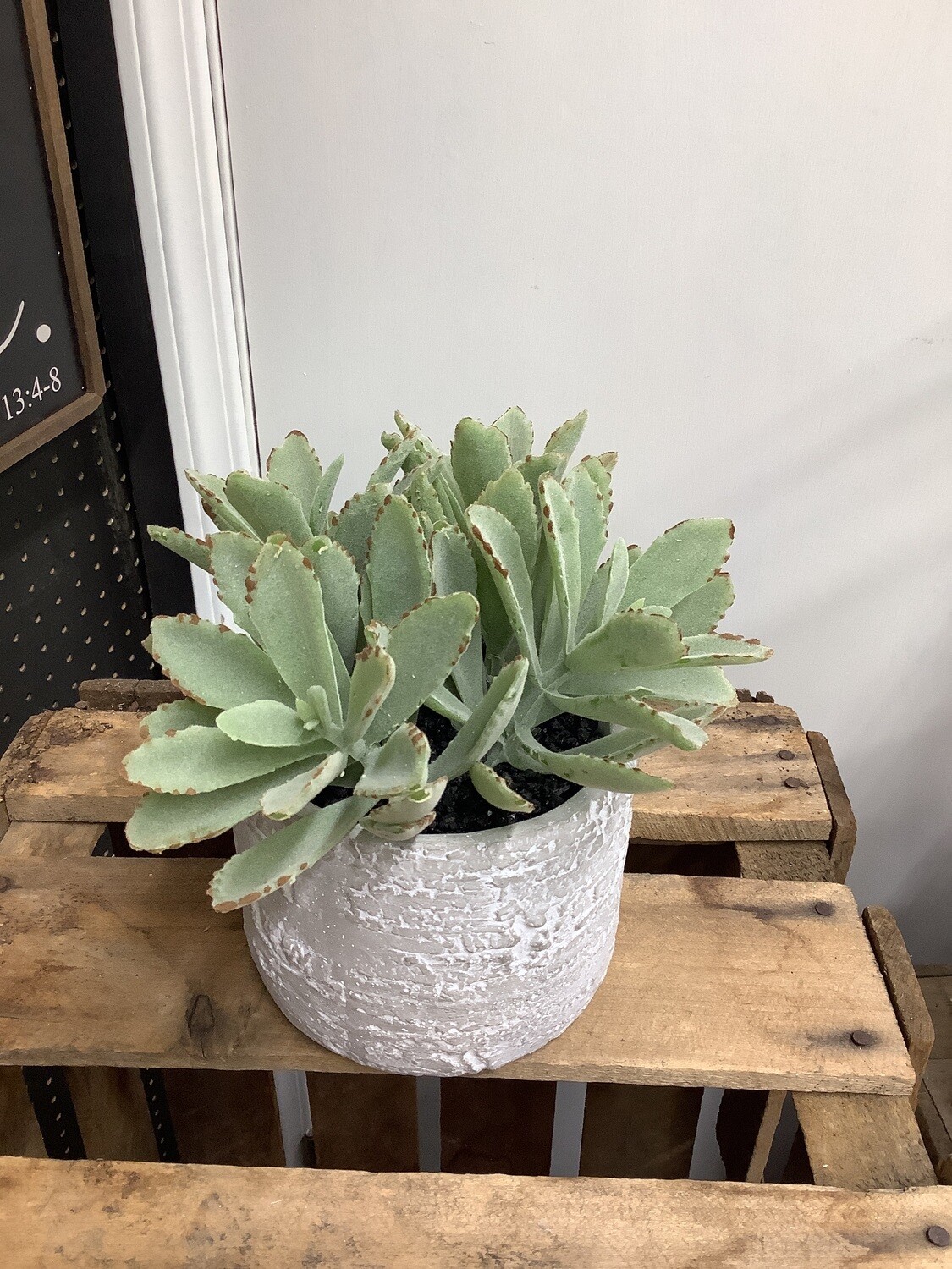 7.5" Potted Succulent