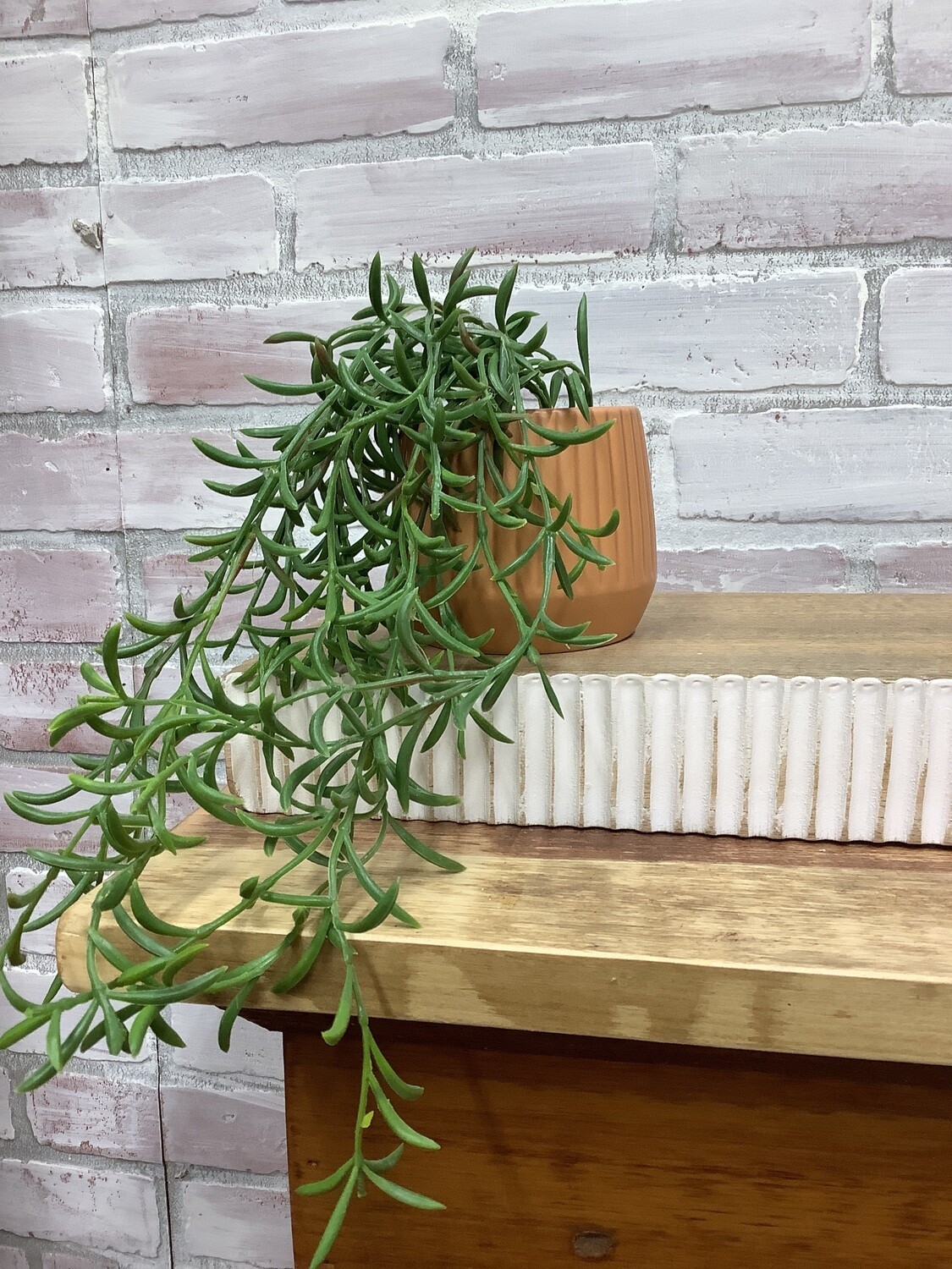 hanging succulent in pot-tan