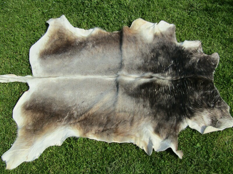 Fell vom Rätischen Grauvieh