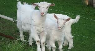 Frischfleisch vom Gitzi