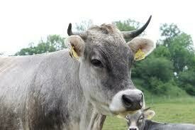 Frischfleisch vom Rätischen Grauvieh