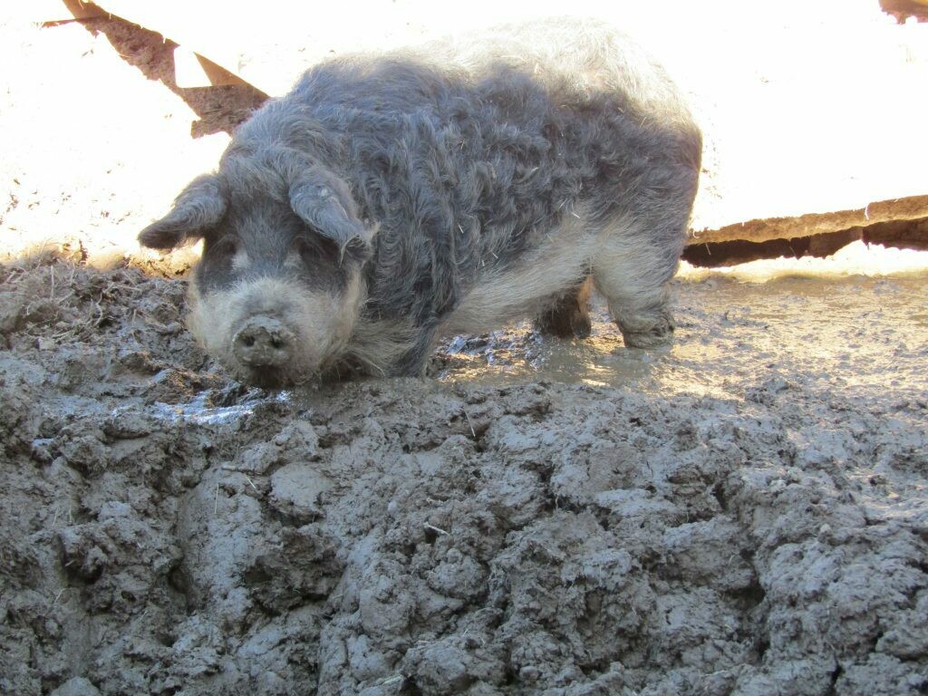 Frischfleisch vom Wollschwein