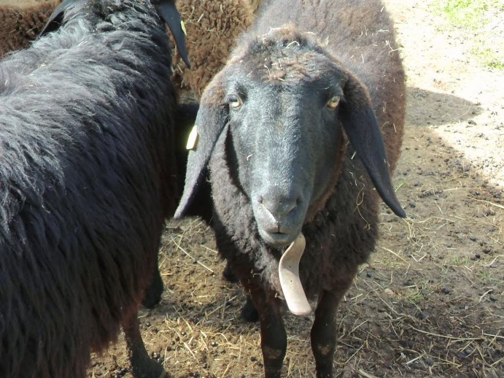 Frischfleisch vom Engadiner Lamm