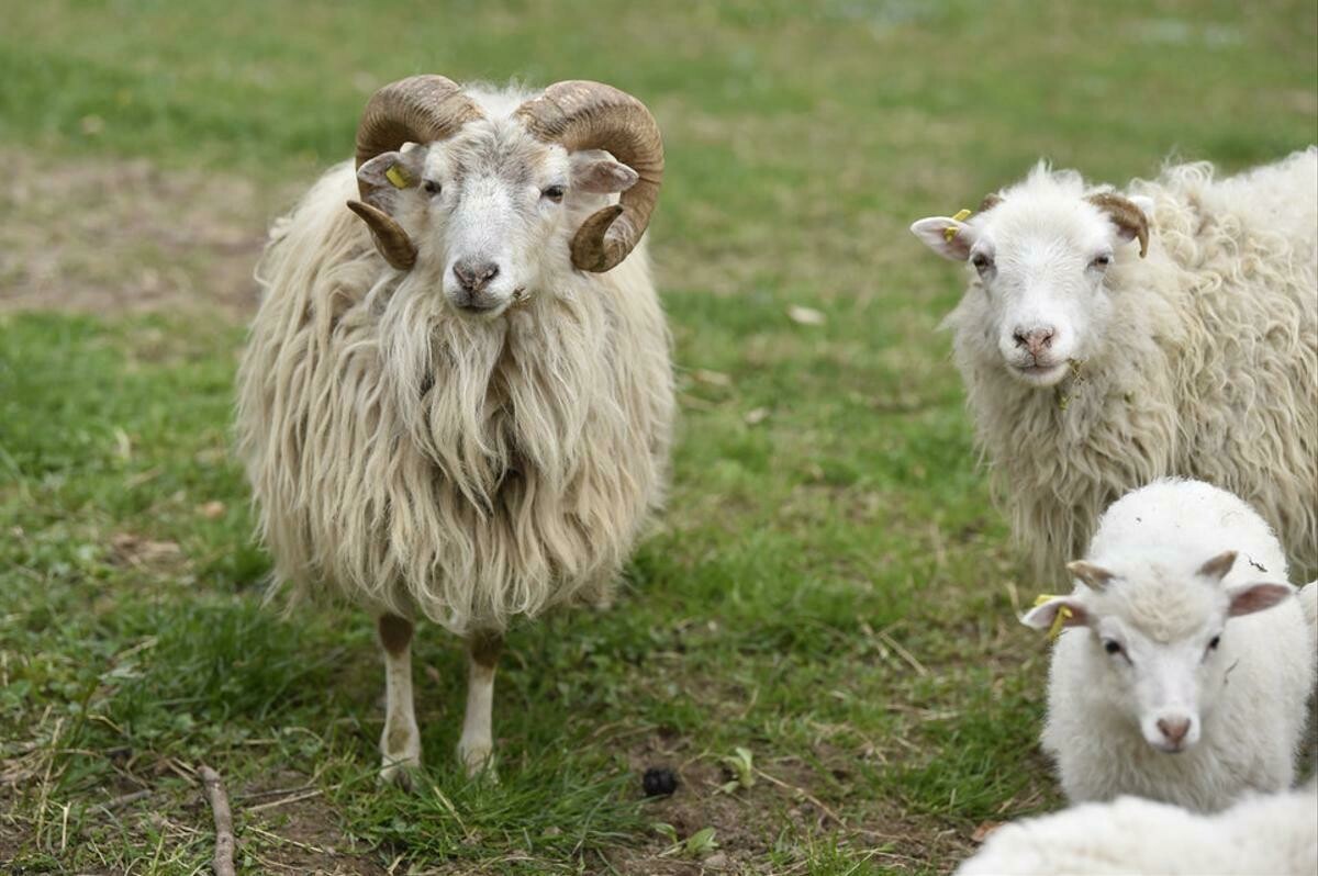 Frischfleisch vom Skudden Lamm