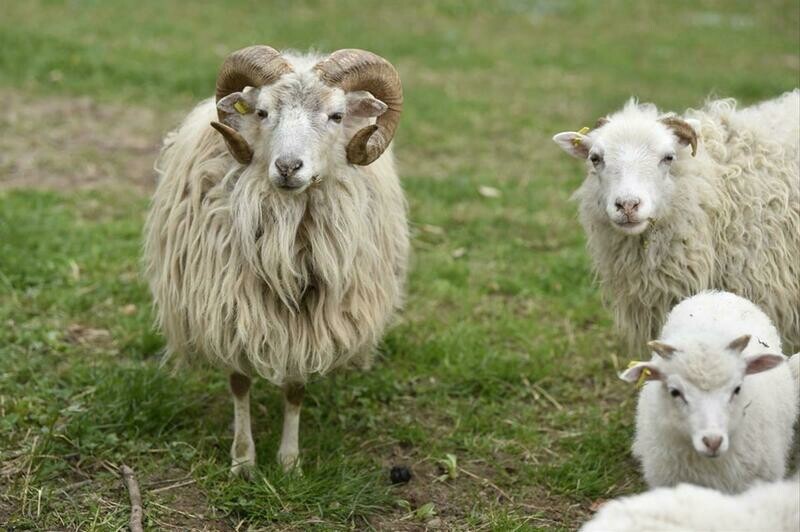 Frischfleisch vom Skudden Lamm