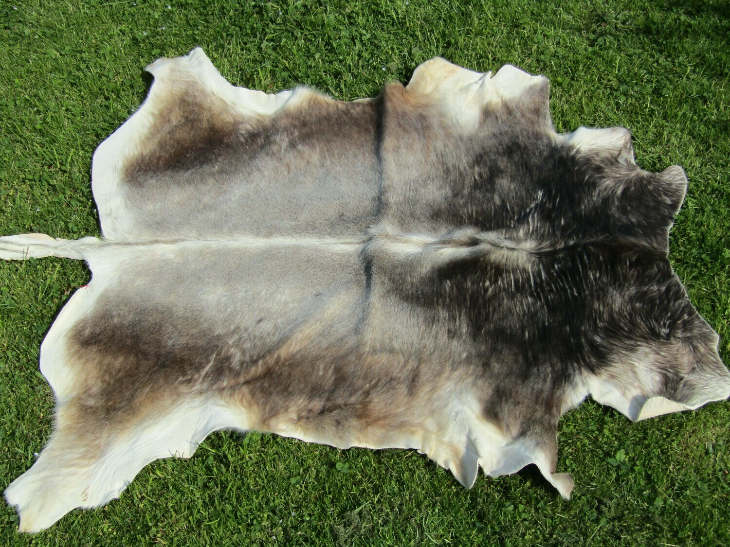 Fell vom Rätischen Grauvieh