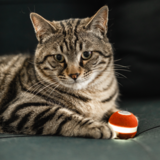 SMART BALL - INTERACTIVE CAT TOY