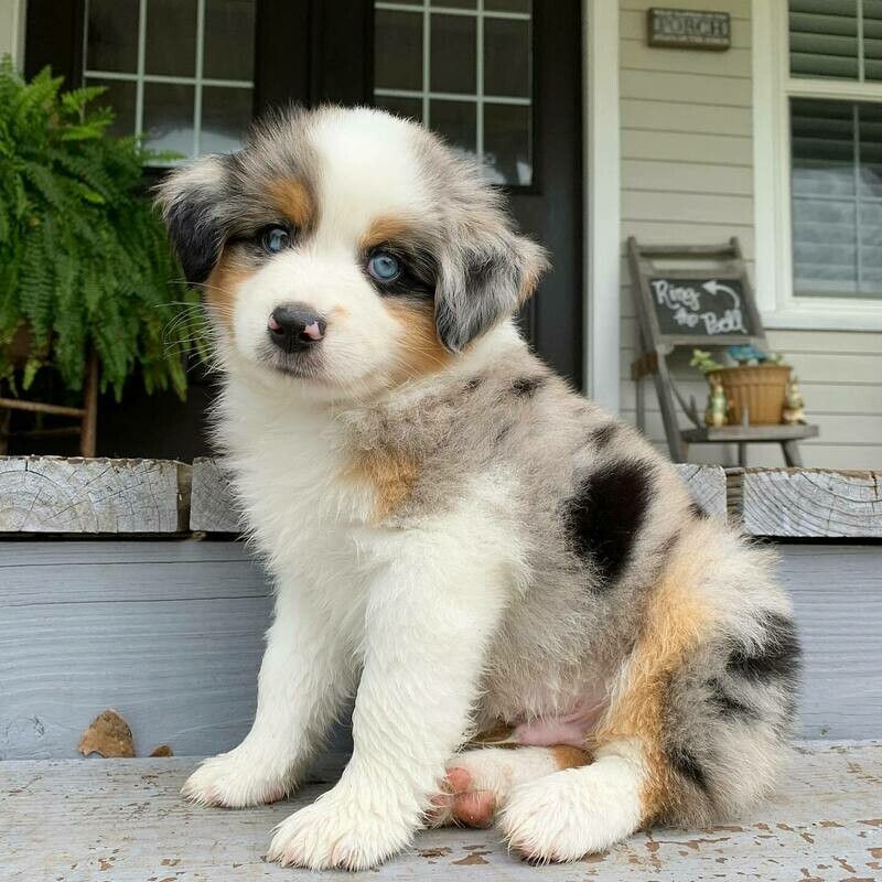 11 weeks old Australian shepherd puppy available for sale (Prince)