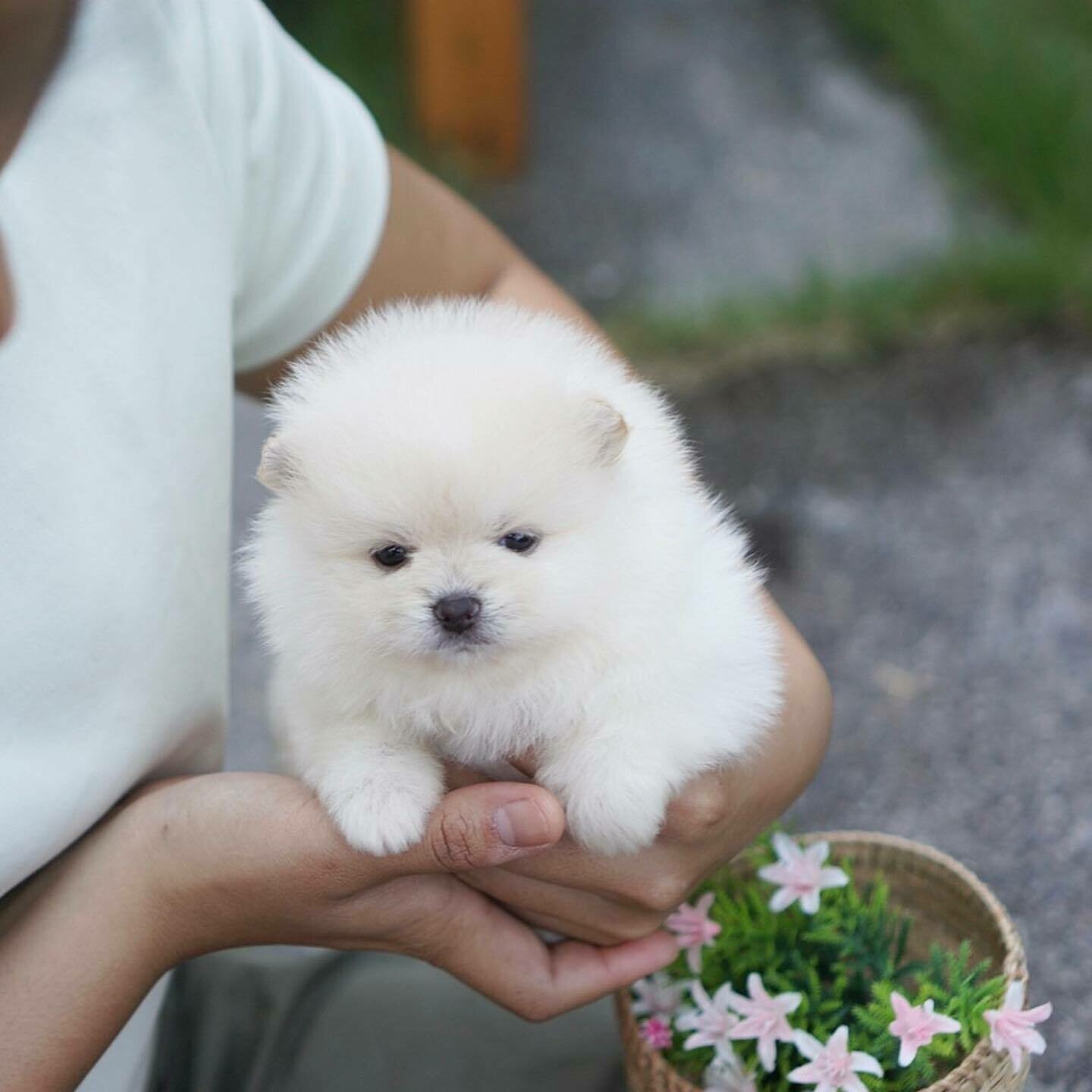 10 weeks old Pomeranian puppy available for sale (Darline)