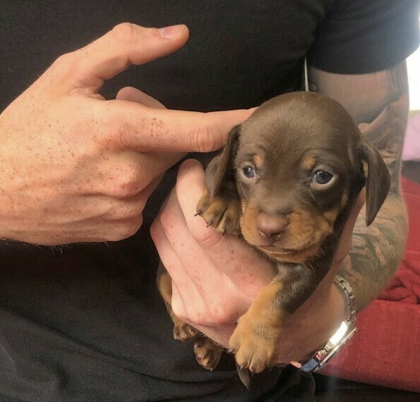 10 weeks old Mini Dachshund  puppy available for sale (Alida)