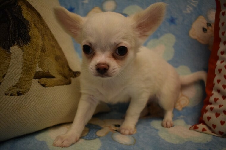 10 weeks old Teacup Chihuahua  puppy available for sale (Philip)