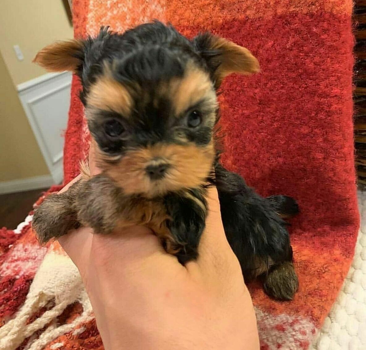 10 weeks old Adorable Teacup Yorkie Puppy available for sale (Dido)