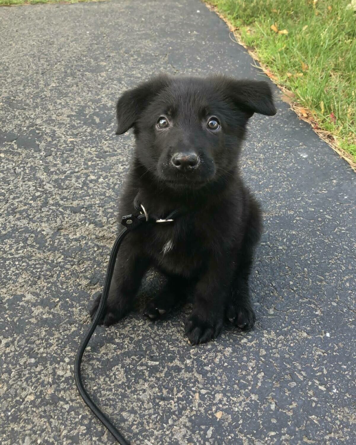 10 weeks old Black german shepherd puppy available for sale (Grace)