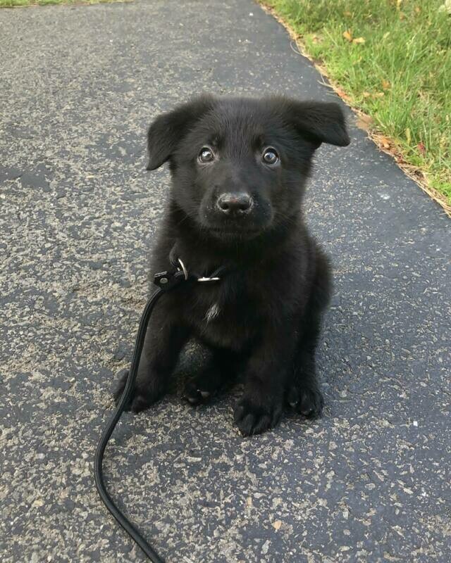 10 weeks old Black german shepherd puppy available for sale (Grace)