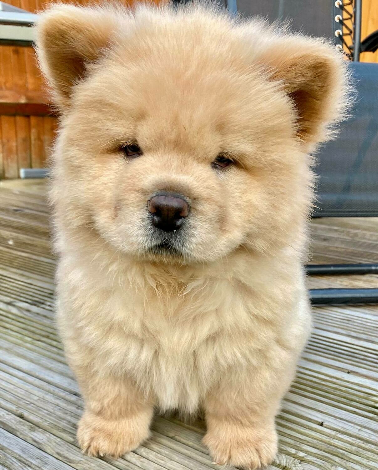 11 weeks old Chow-chow puppy available for sale (Jill)