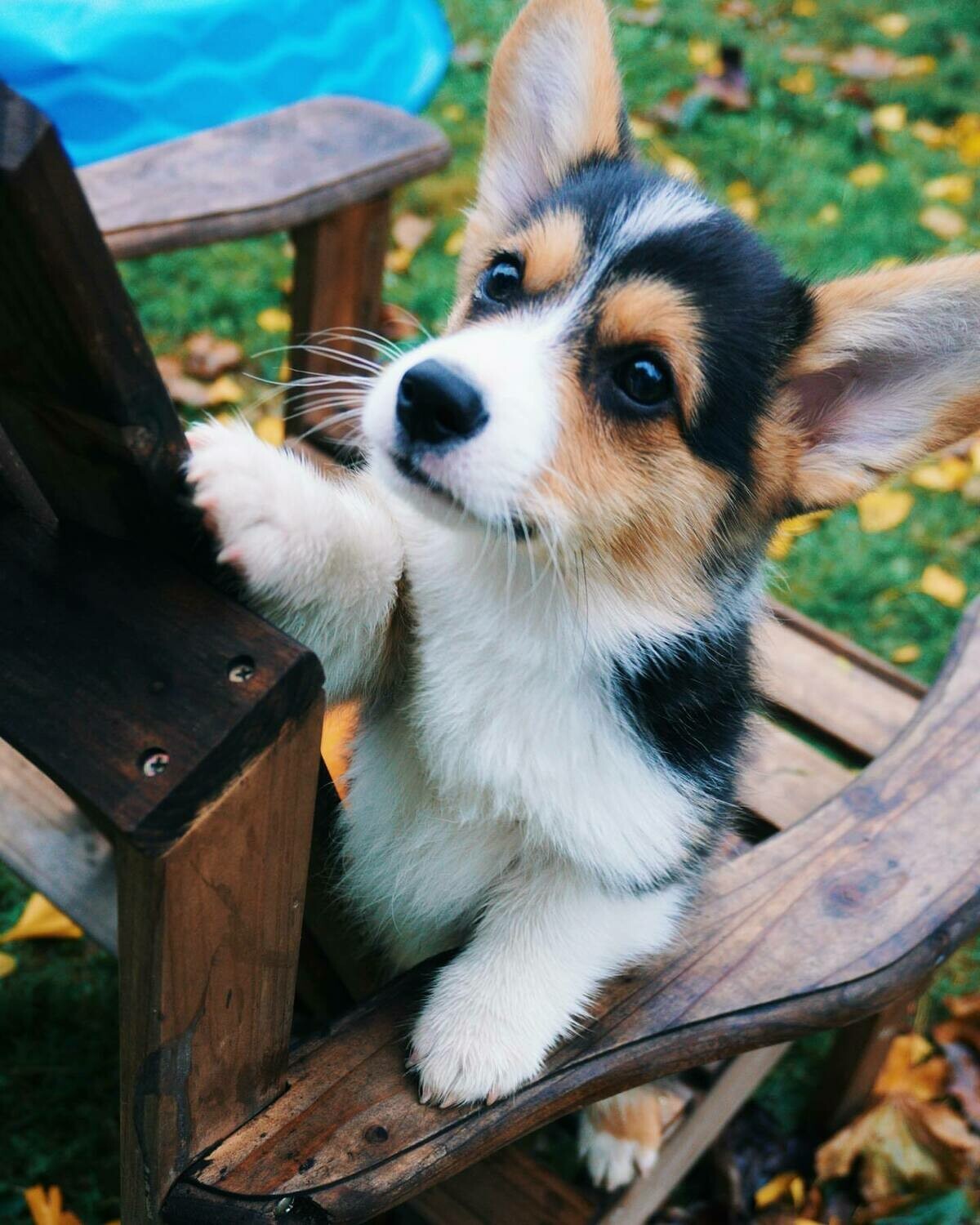 11 weeks old Tri-colored welsh Pembroke corgi puppy available for sale (Lola)