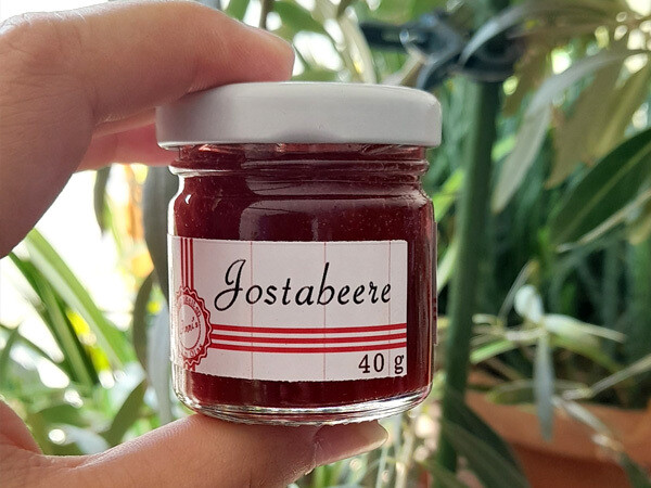 Jostabeere