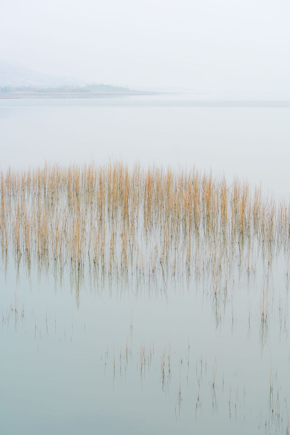 Water Grass, Napa County, California