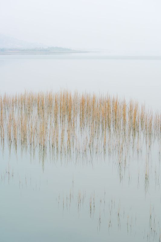 Water Grass, Napa County, California