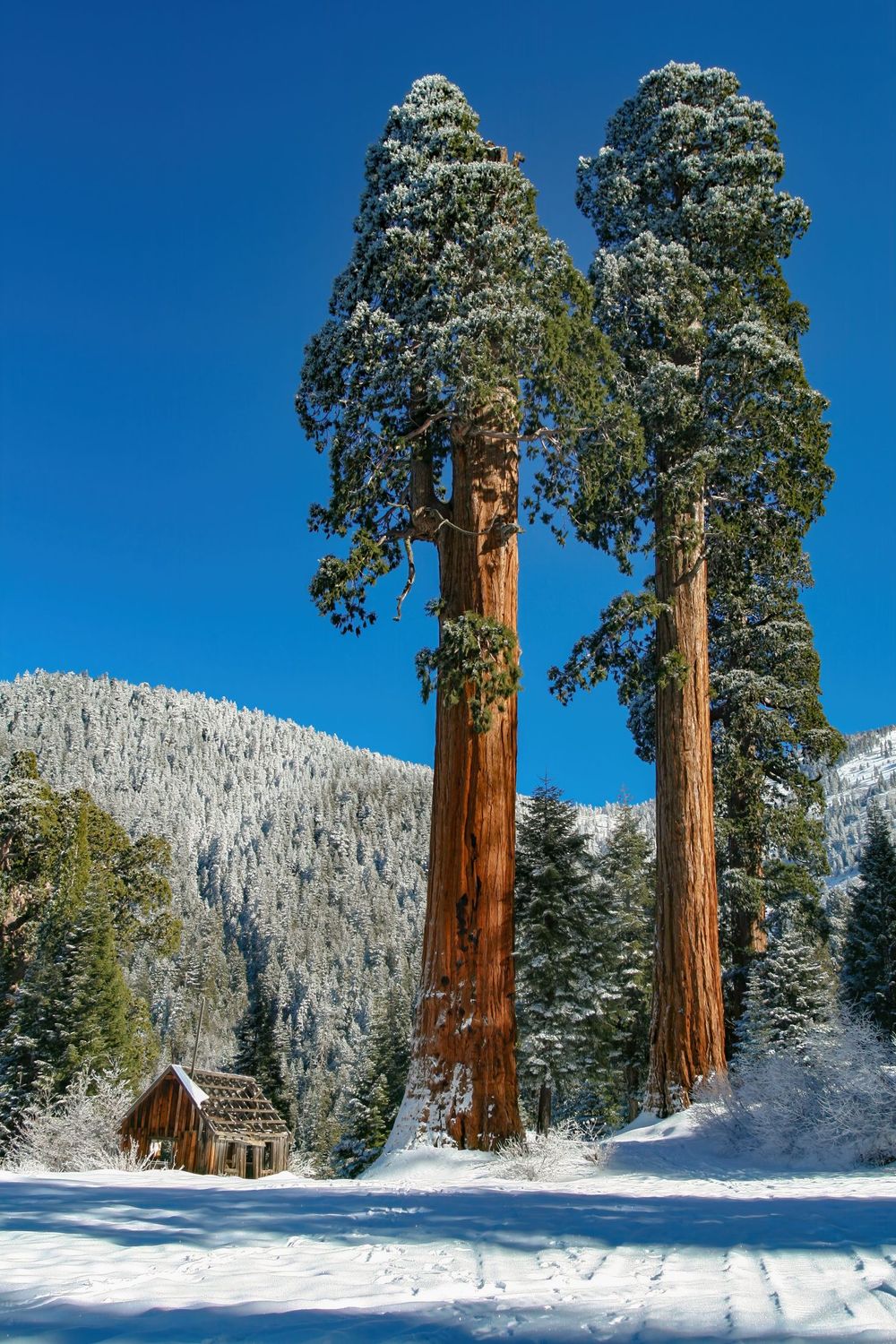 Stagg Tree