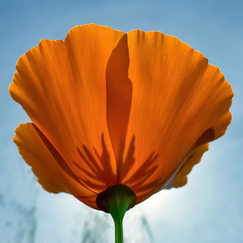 California Poppy