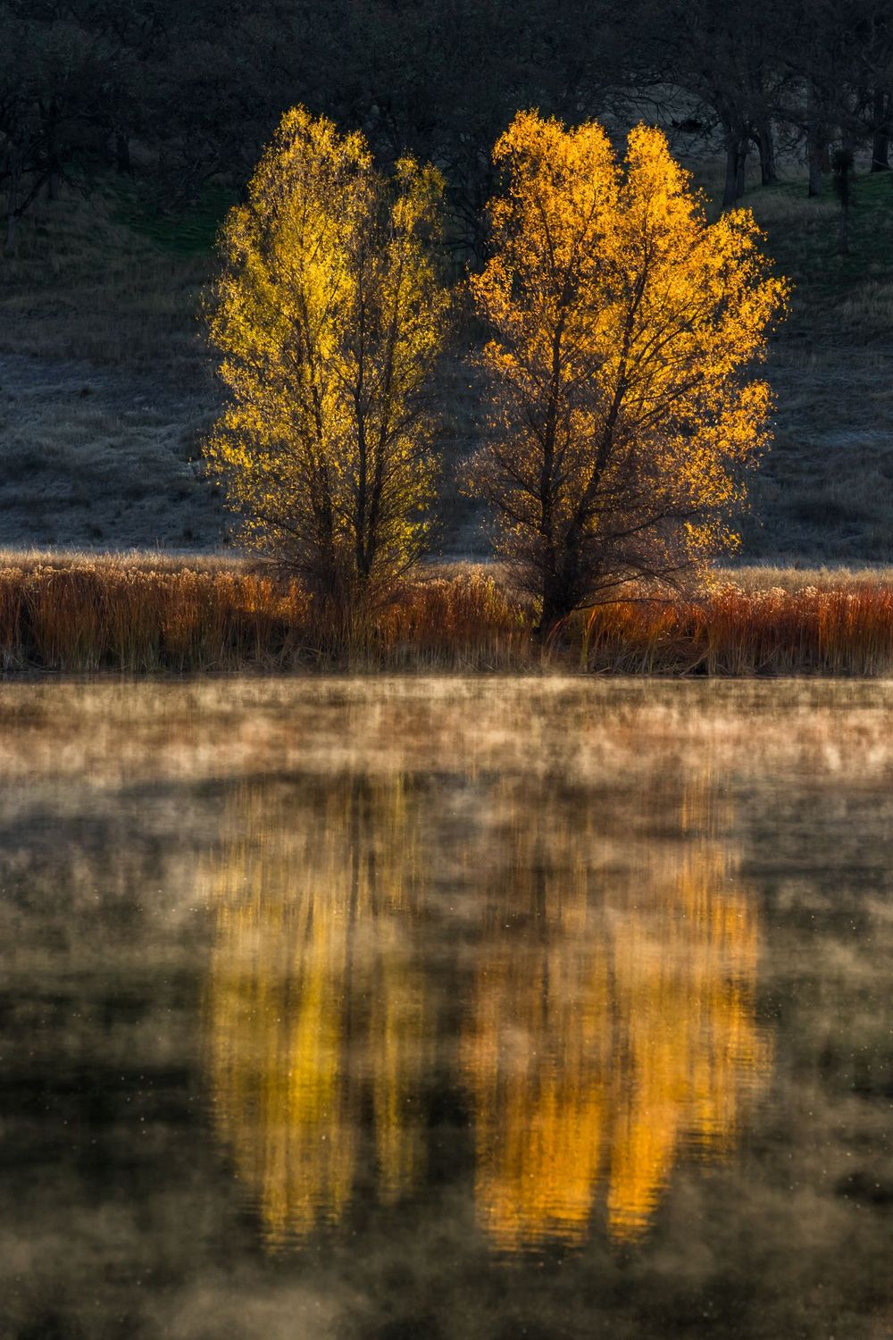 Golden Reflection