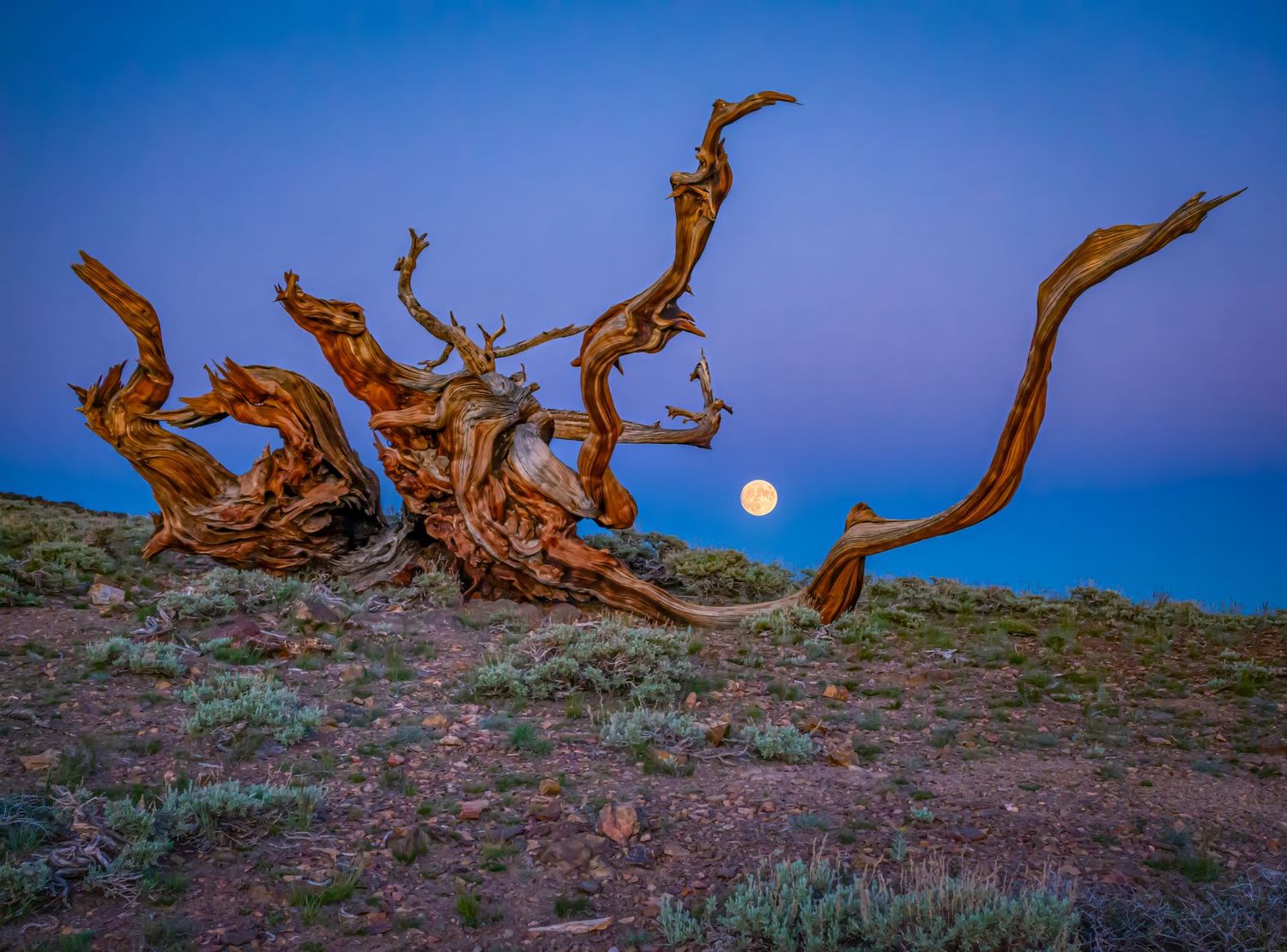 Bristlecone Moonrise