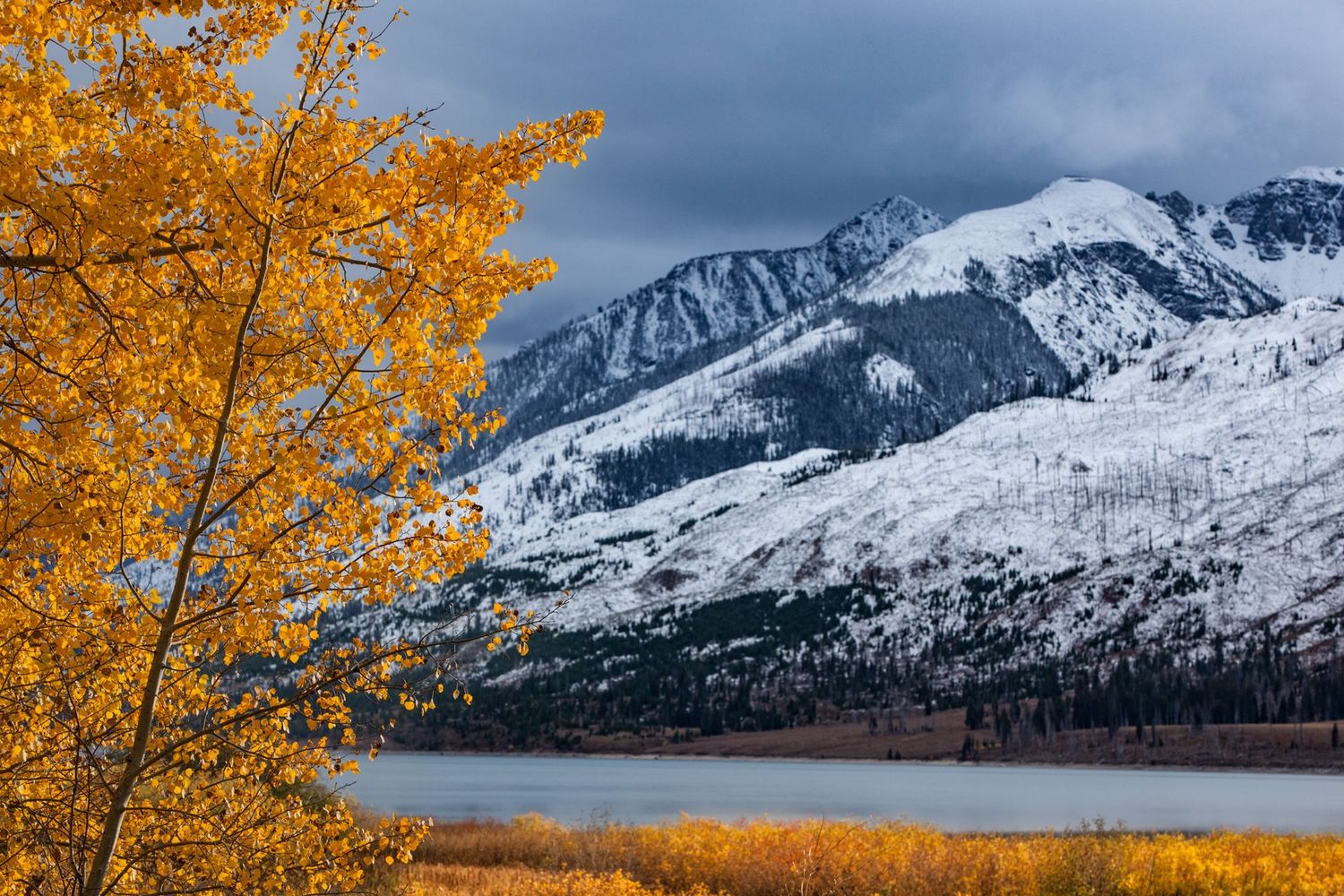Jackson Lake Golden Aspen