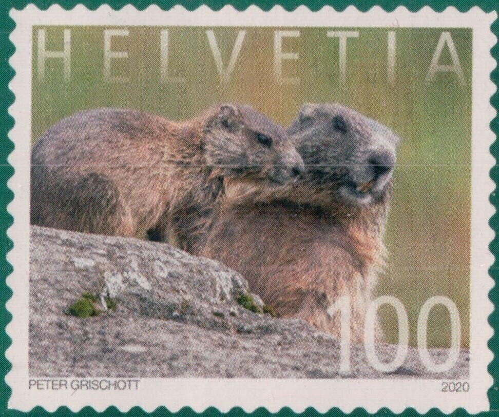 Francobollo - Svizzera - Alpine marmot (Marmota marmota) Su frammento - 100 C - 2020 - Usato